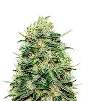 Moby Dick (Green House Seeds)