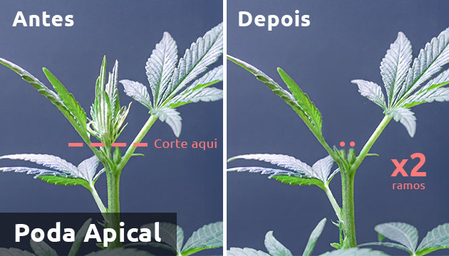 Cobertura de erva daninha topping marijuana