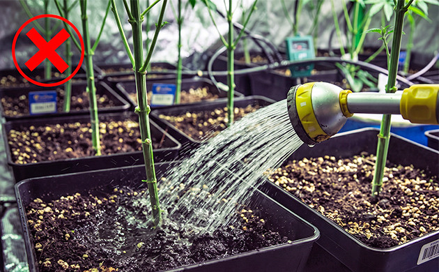 how to flush soil before harvest