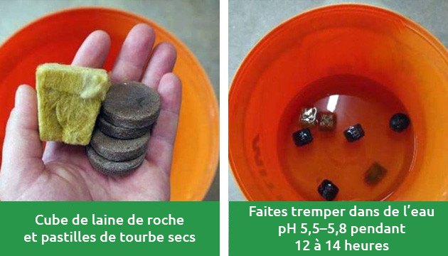 quand retirer le dôme d'humidité pour les clones