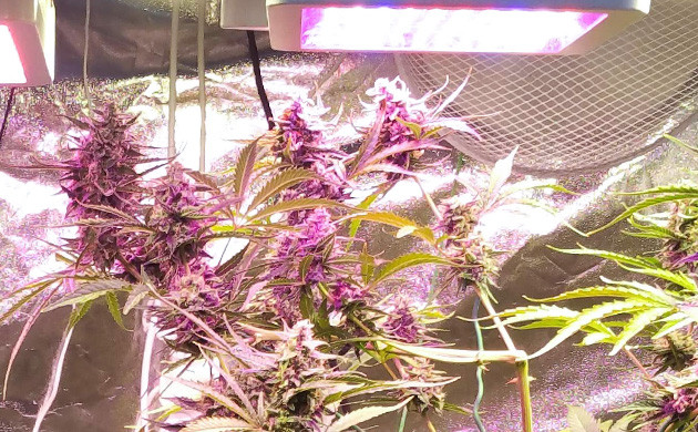 Wedding Cake Auto flowering cycle