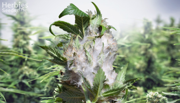 Botrytis And Cannabis – How To Prevent And Treat Bud Rot - Herbies Seeds UK