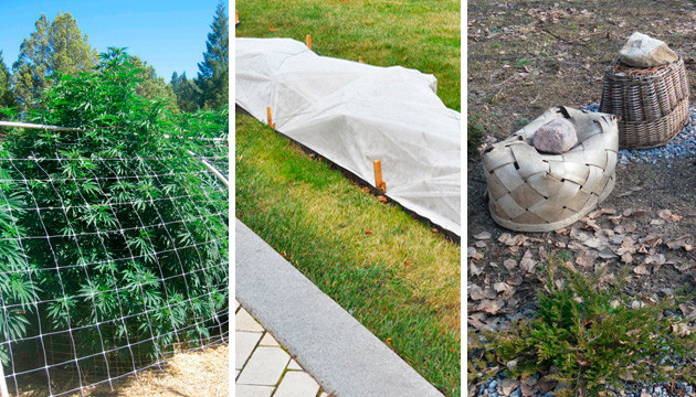 insectes mangeant mes plantes en pot