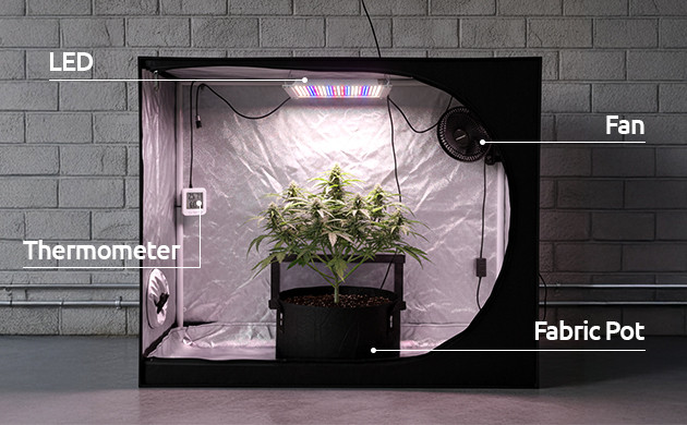 beginner grow setup