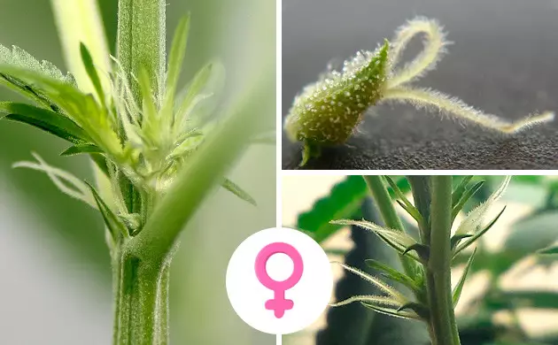 semi non femminizzati