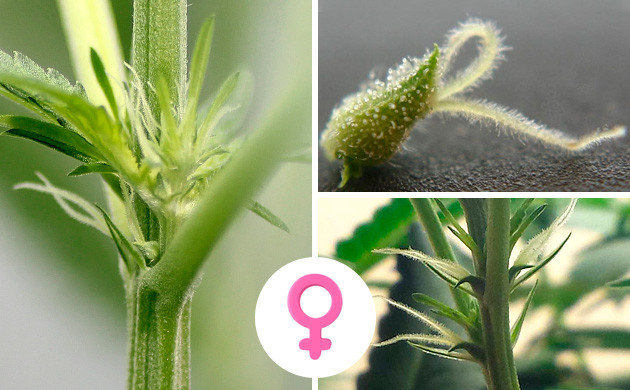 semillas regulares vs. feminizadas: ¿cuál es la diferencia?