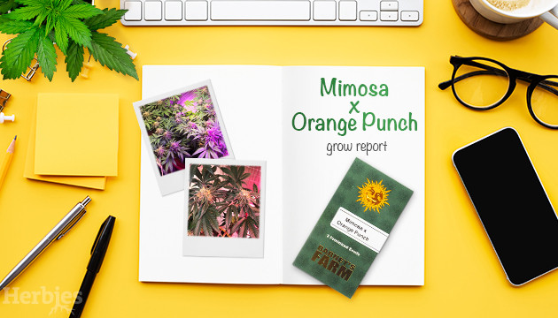 Mimosa x Orange Punch Grow Diary