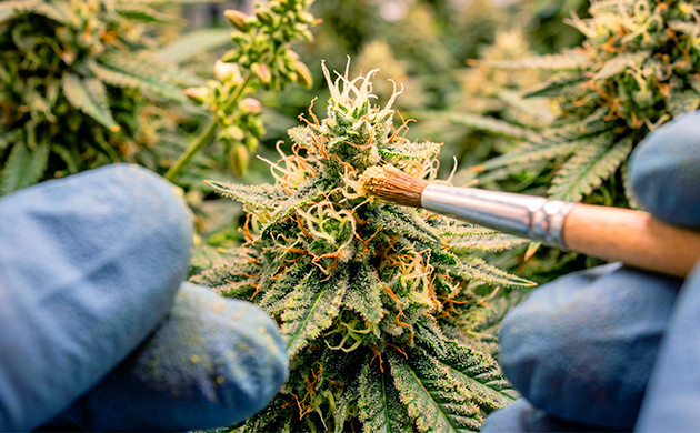 polliniser du cannabis et féminiser des graines 
