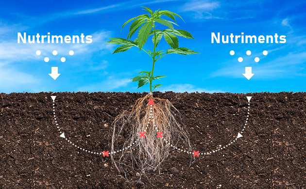 qu est ce que le blocage des nutriments du cannabis