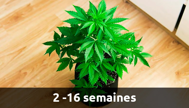 la croissance du cannabis en interieur