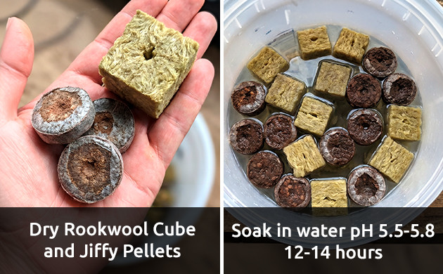 Prepare your rockwool or pellets when to remove humidity dome for clones