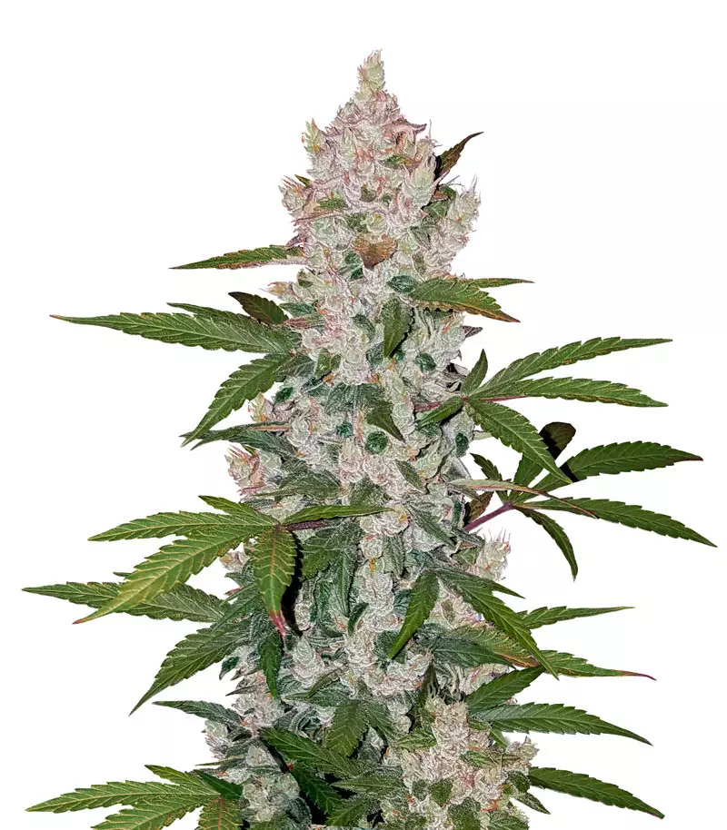 Girl Scout Cookies Auto strain Girl Scout Cookies Auto
