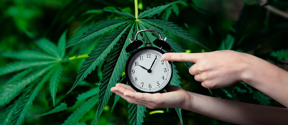 o ultimo quando colher plantas de maconha autoflorescentes