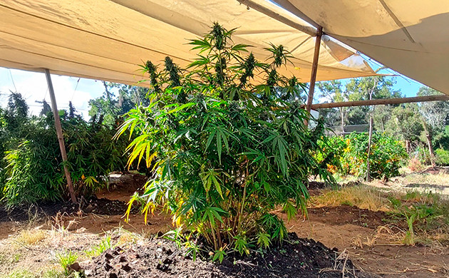protecting outdoor cannabis plants