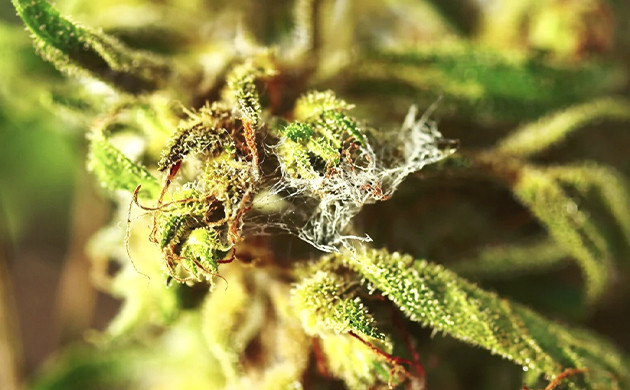 Mold: that happened with almost all growers marijuana plant diseases