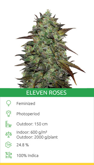 eleven roses from delicious seeds