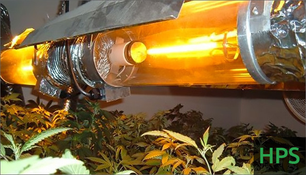 best light for growing plants indoors