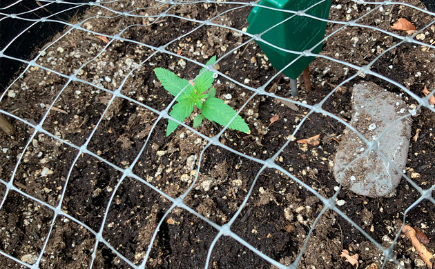 Monster Bruce Banner week 2 grow report