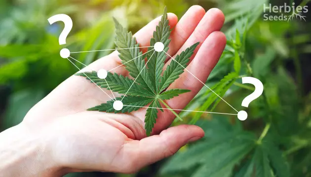 feuille de cannabis