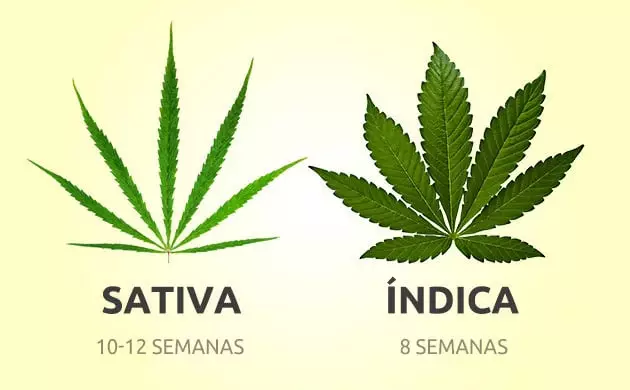 Compra las variedades de marihuana más rápidas