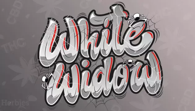 white widow strain