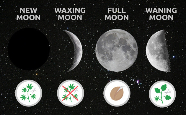Cannabis Growing According To The Moon’s Phases