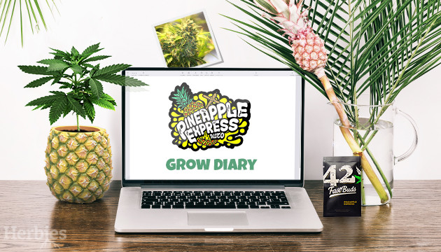pineapple express auto grow diary