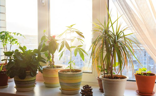 cannabis windowsill grow 