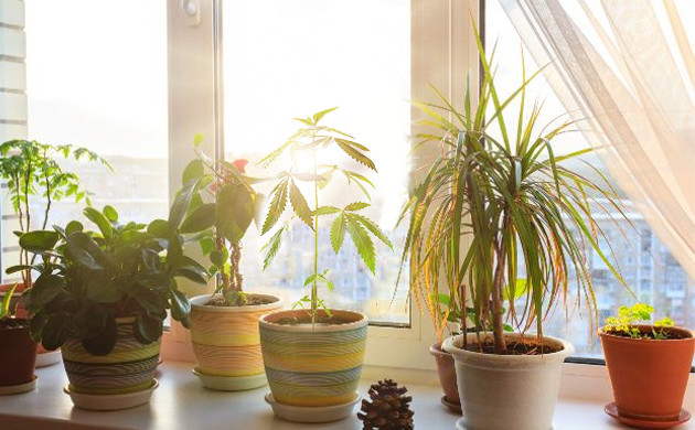 marihuana en tu ventana