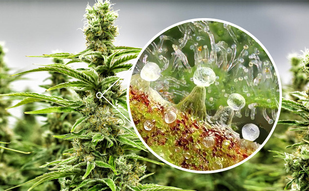 increasing the number of trichomes