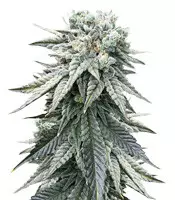 Grandaddy Purple fem: seeds for sale, strain information and customer reviews Grandaddy Purple (Big Head Seeds)