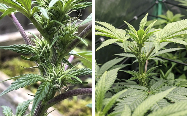 flowering stage week by week
