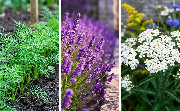 Consider companion planting how to protect outdoor grow