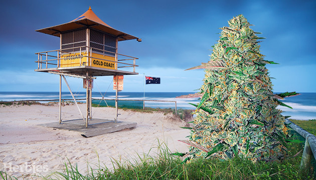 Cannabis Seeds on Gold Coast