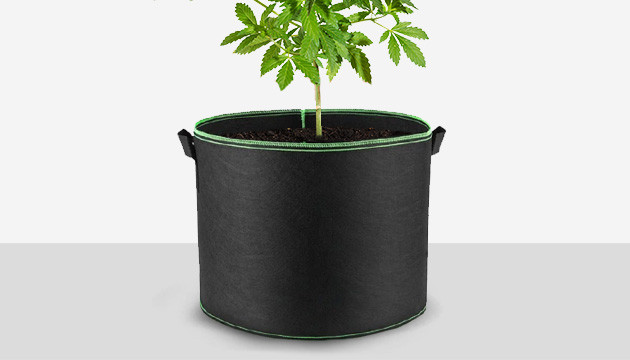 growing marijuana in pots