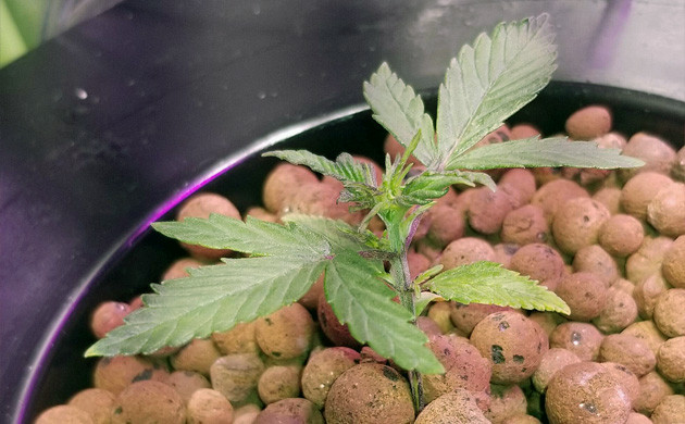 grow report gorilla glue auto