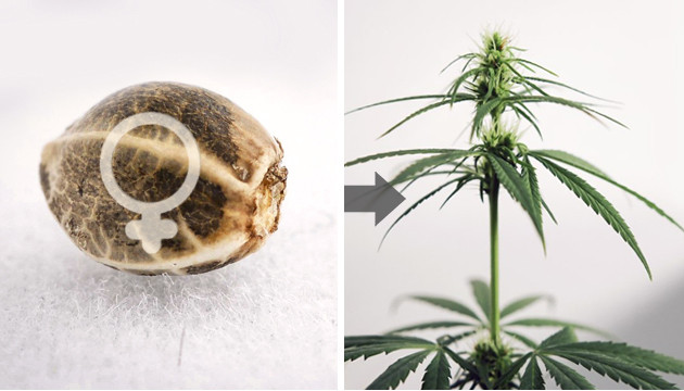 sexage des graines de cannabis