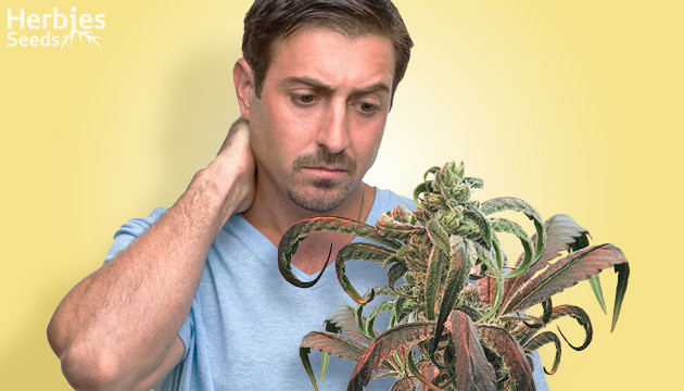 Leaf curling in cannabis plants