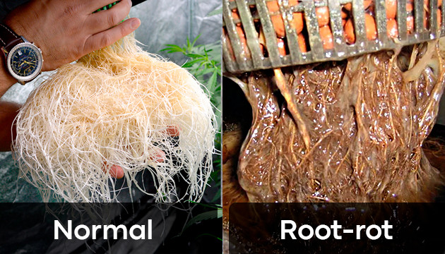 root rot in cannabis