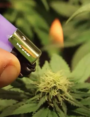 poda de marihuana para mayor produccion