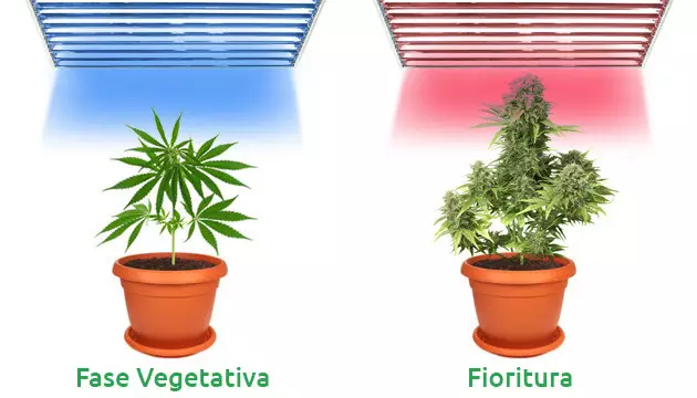 le lampade da coltivazione fluorescenti