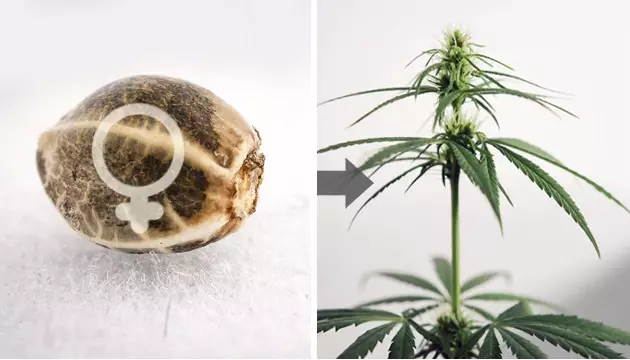 sexage des graines de cannabis