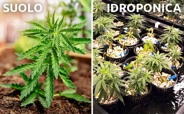 coltivazione cannabis