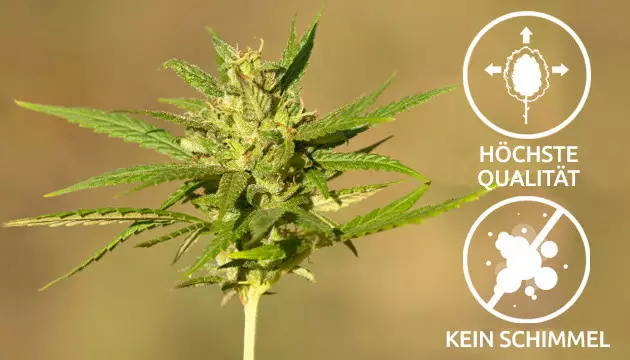 lollipopping Unkraut