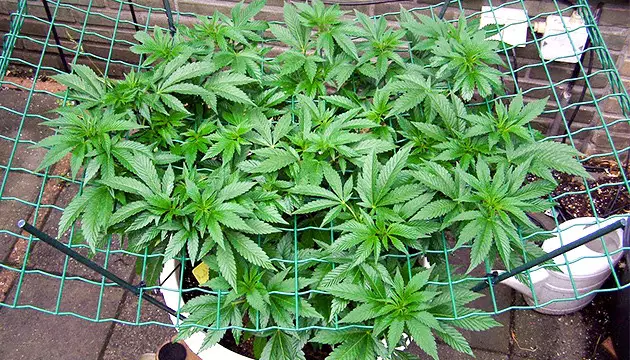 culture de cannabis en scrog