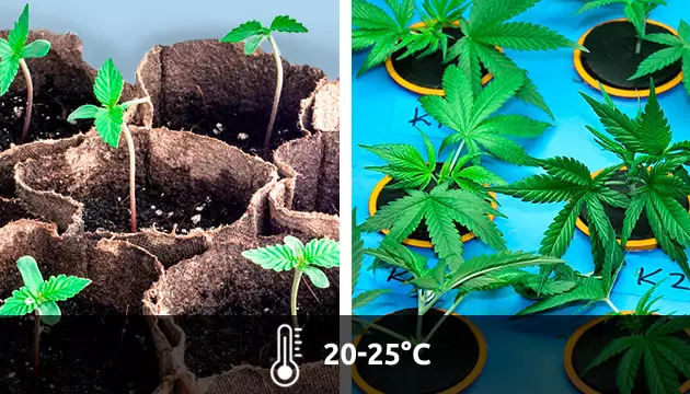 temperatura ideal esquejes marihuana