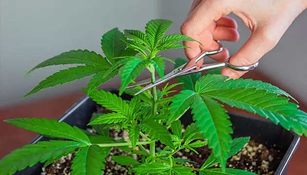topping cannabis