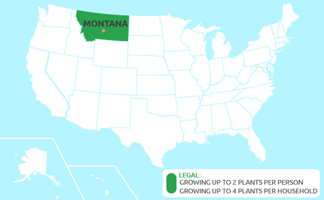 growing cannabis in Montana