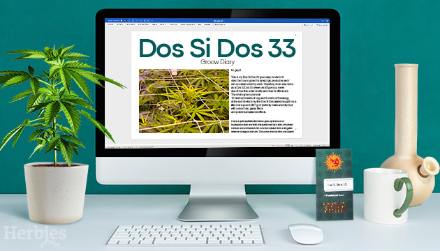 dos si dos 33 grow report