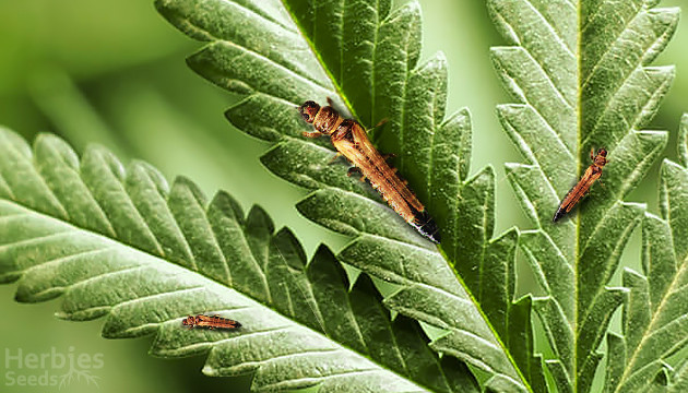 thrips on cannabis